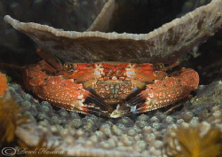 Reef crab. Night dive. Lembeh Straits. by Derek Haslam 